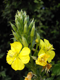 Oenothera biennis